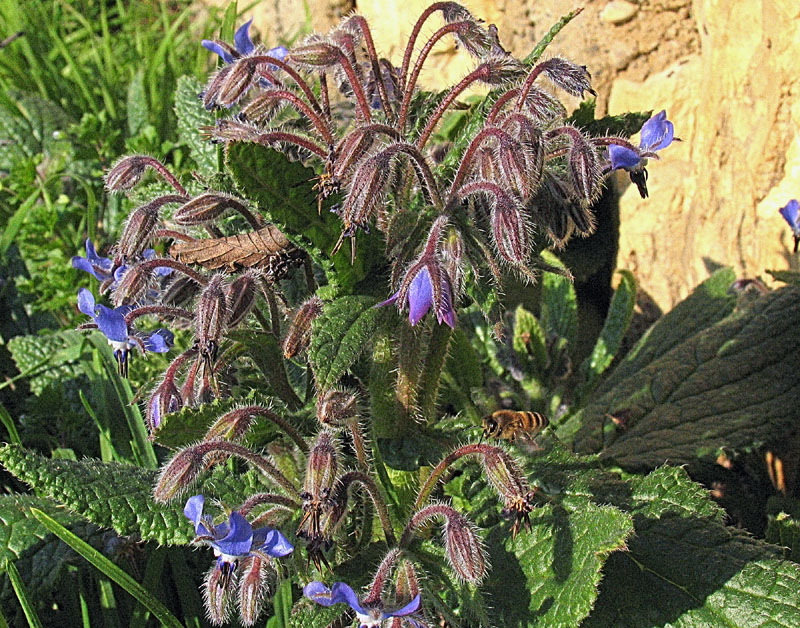 Borago officinalis L.